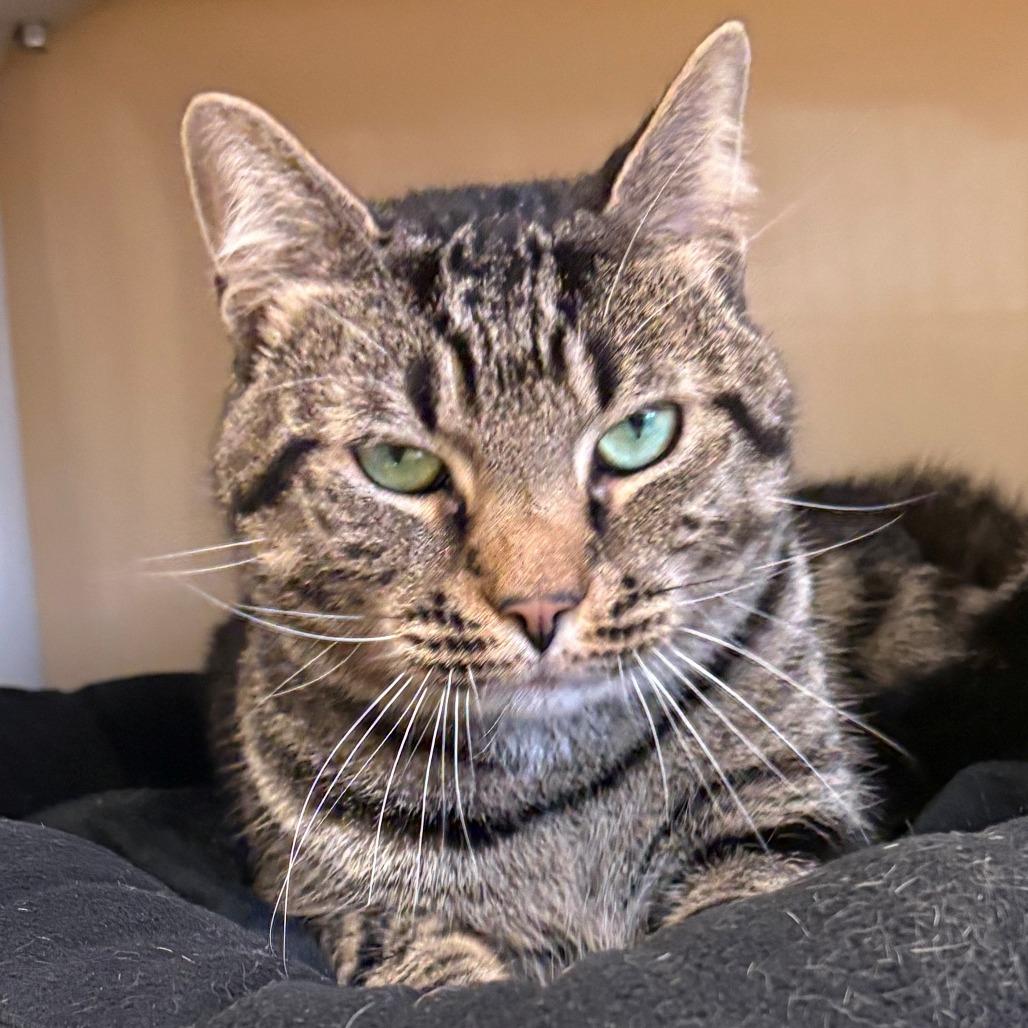 Enlarge Beau, a Adoptable Domestic Short Hair in East Hanover, NJ image 2/5