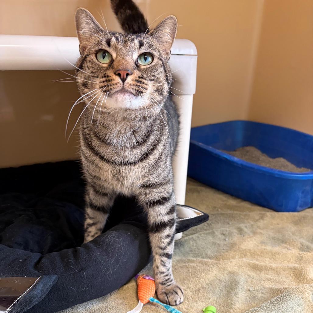 Enlarge Beau, a Adoptable Domestic Short Hair in East Hanover, NJ image 3/5