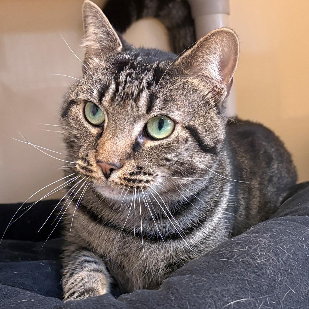 Enlarge Beau, a Adoptable Domestic Short Hair in East Hanover, NJ image 4/5