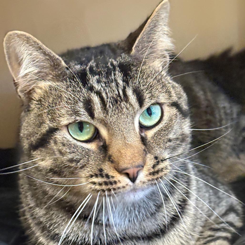 Enlarge Beau, a Adoptable Domestic Short Hair in East Hanover, NJ image 5/5