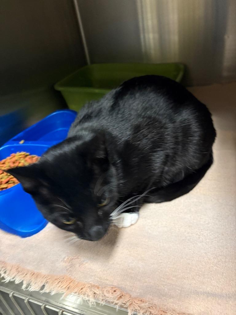 Enlarge Prissy, a Adoptable mixed breed in Springfield, GA image 1/1