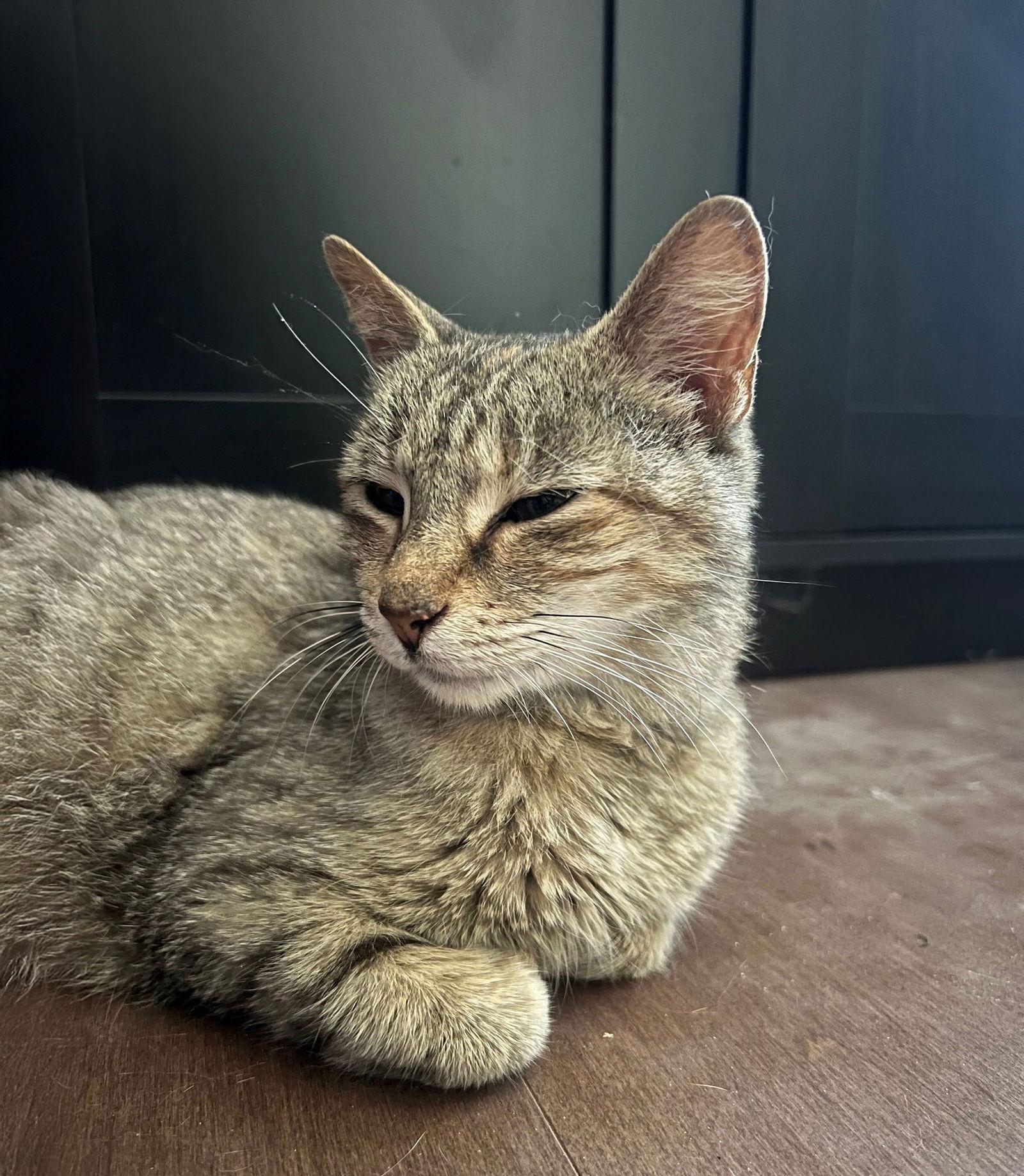 *Stuart (female), Adoptable, Adult Female Domestic Short Hair.