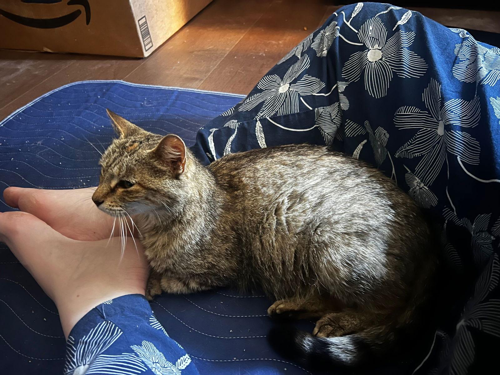 *Stuart (female), a Adoptable Domestic Short Hair in Forest, VA image 3/3