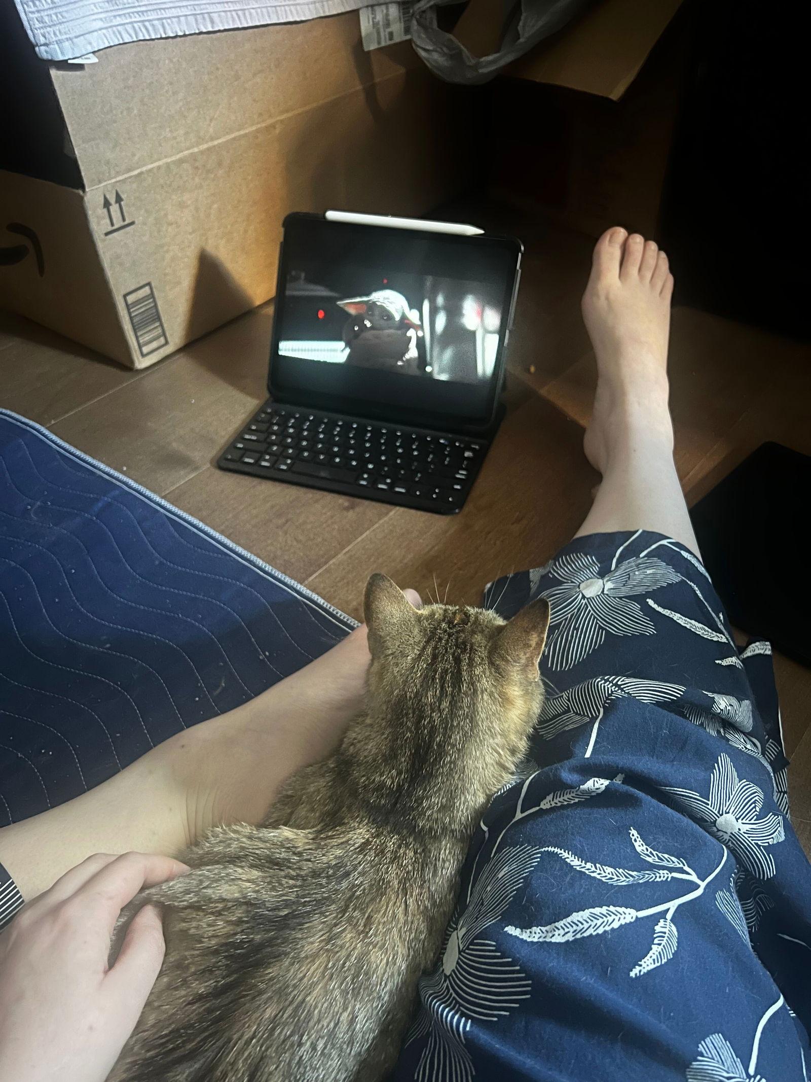 Enlarge *Stuart (female), a Adoptable Domestic Short Hair in Forest, VA image 3/3