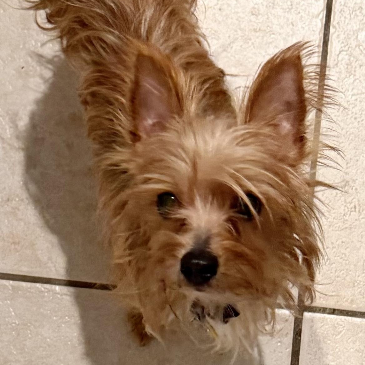 Bliss Miller, a Adoptable Yorkshire Terrier in Plano, TX image 2/3