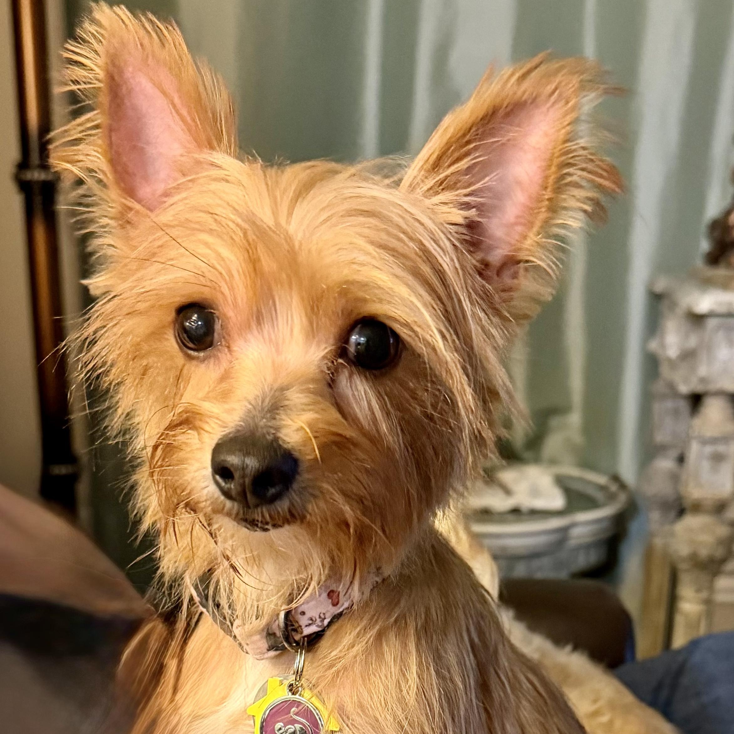 Bliss Miller, a Adoptable Yorkshire Terrier in Plano, TX image 3/3