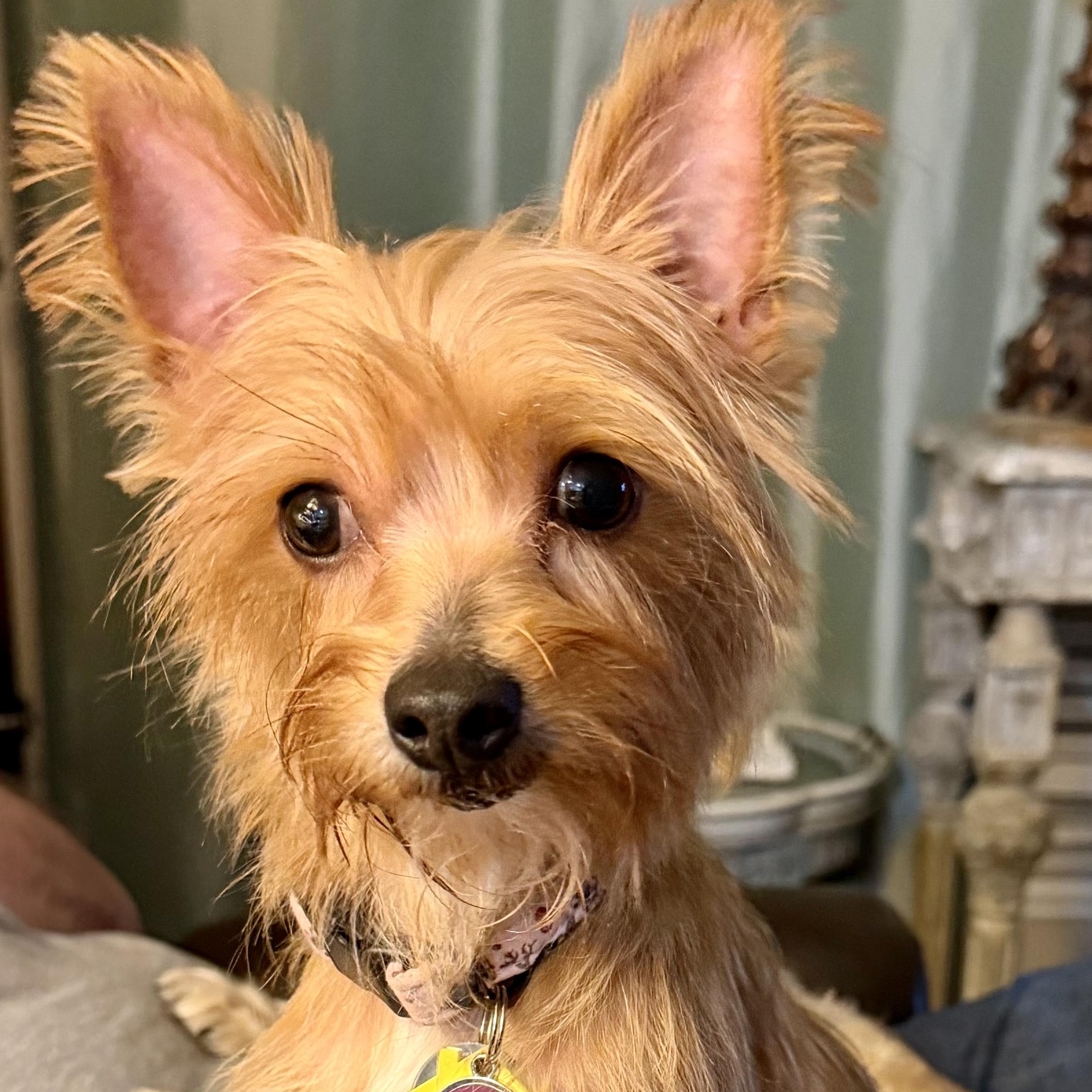 Bliss Miller, Adoptable, Young Female Yorkshire Terrier.