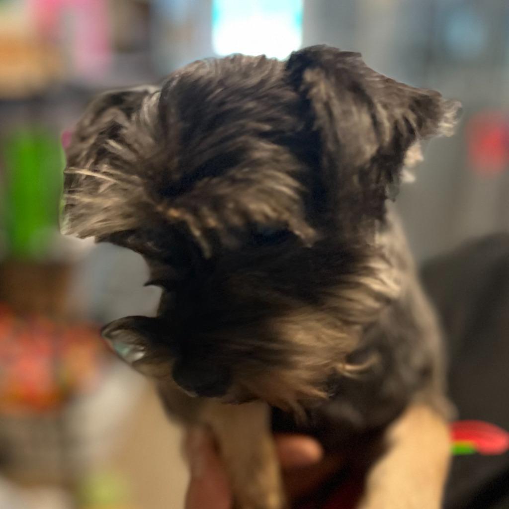Avery, Adopted, Adult Female Schnauzer & Dachshund.