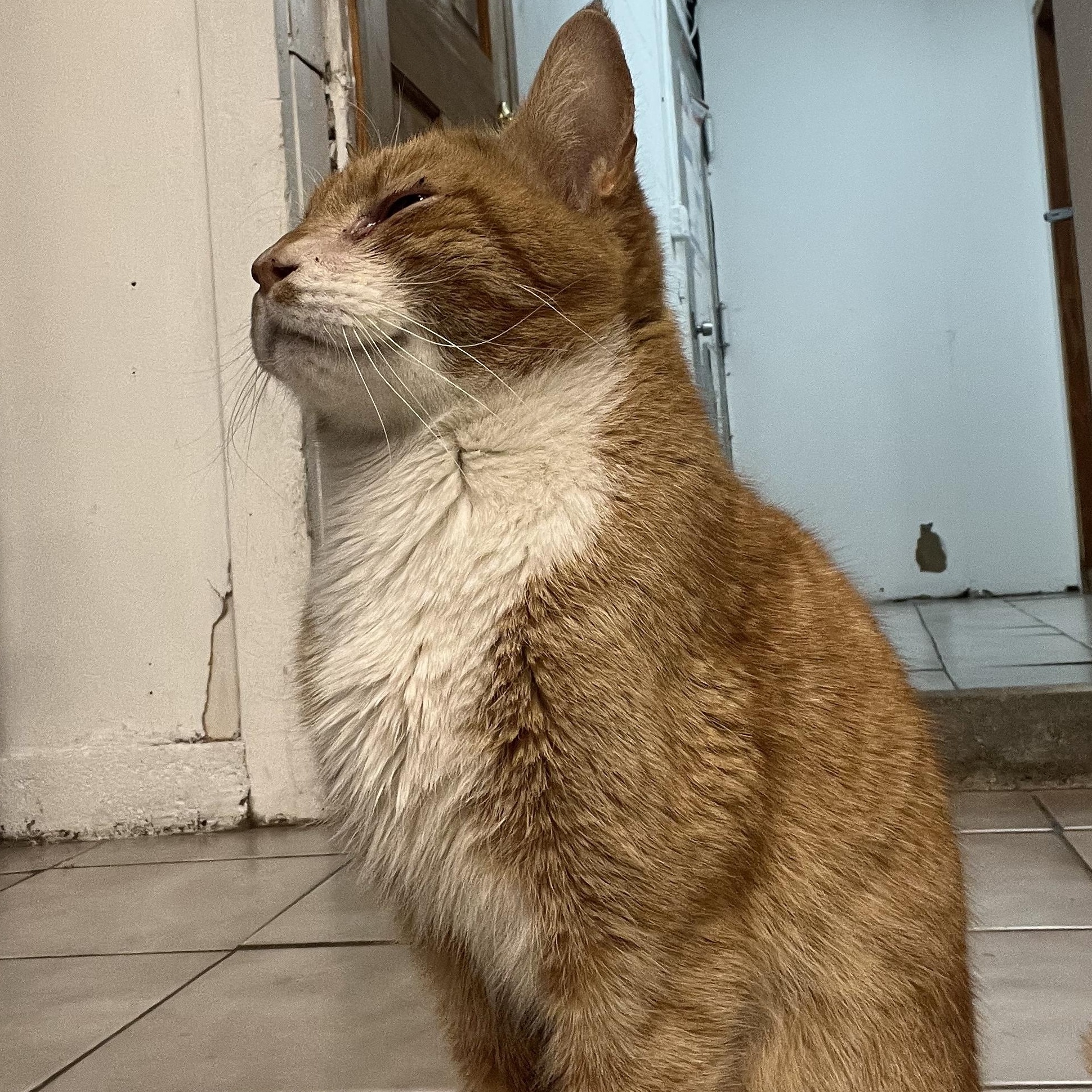 Enlarge Zack, a ADOPTABLE Domestic Short Hair in astoria, NY image 6/6