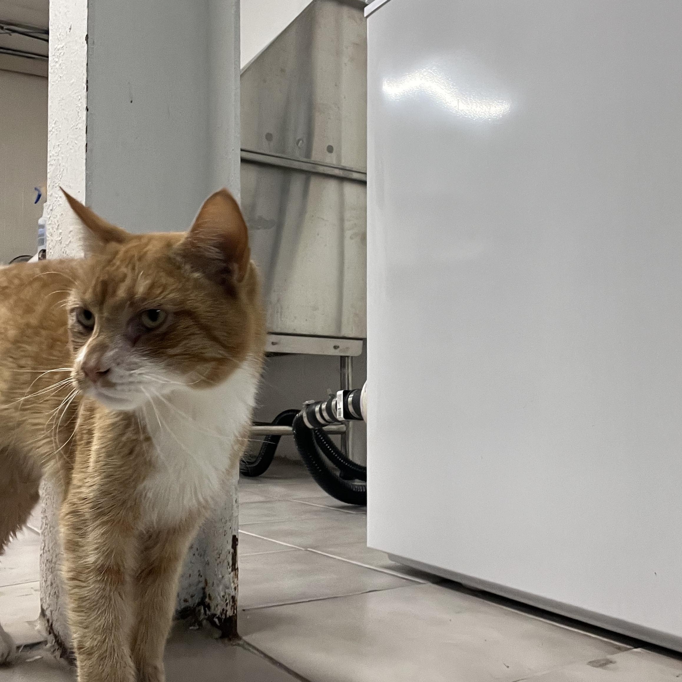 Enlarge Zack, a ADOPTABLE Domestic Short Hair in astoria, NY image 5/6