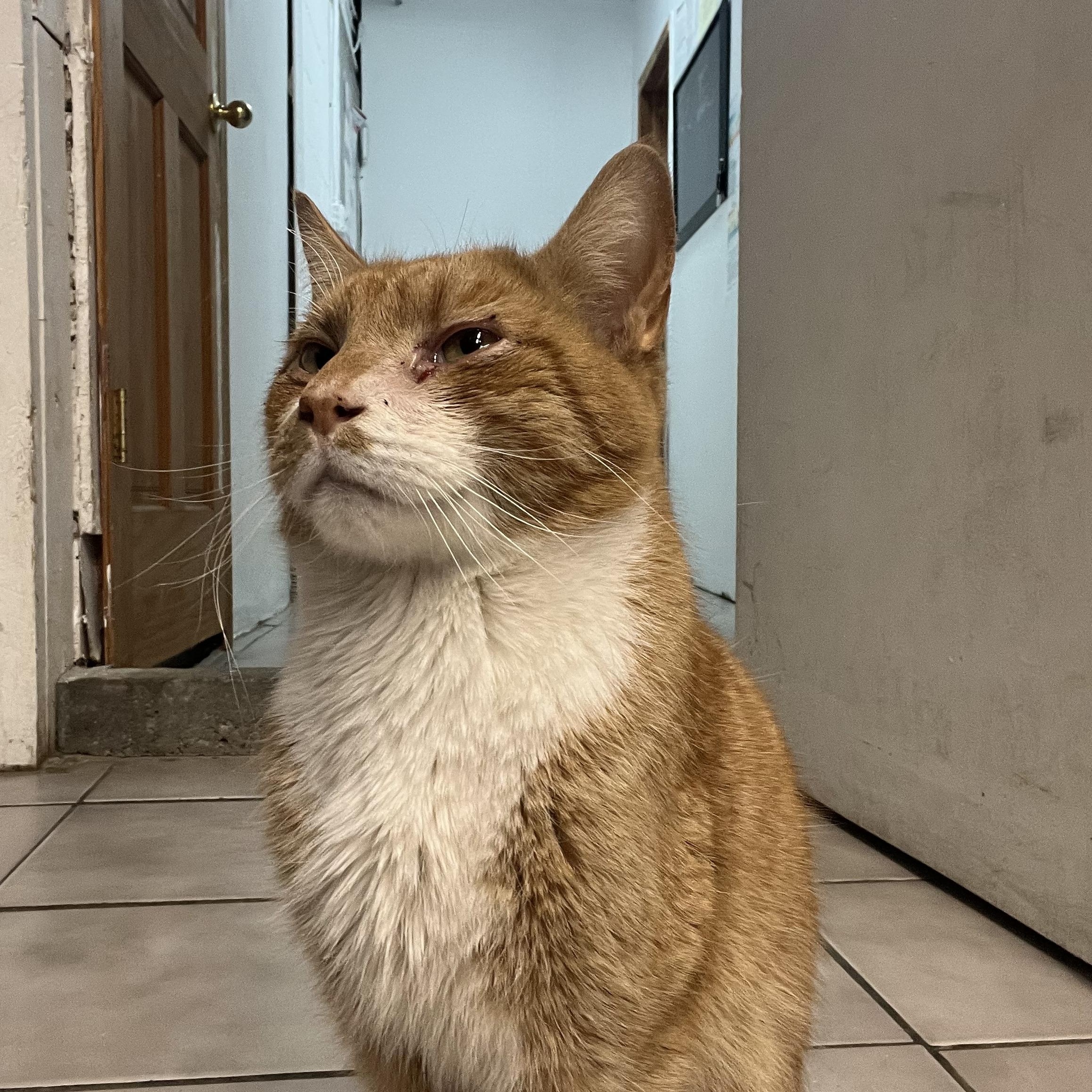 Enlarge Zack, a ADOPTABLE Domestic Short Hair in astoria, NY image 2/6