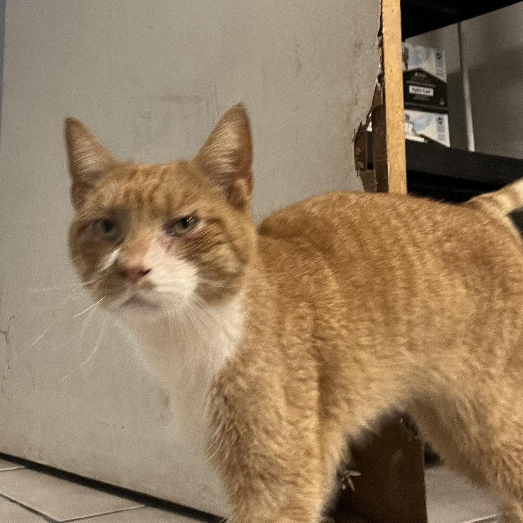 Enlarge Zack, a ADOPTABLE Domestic Short Hair in astoria, NY image 3/6