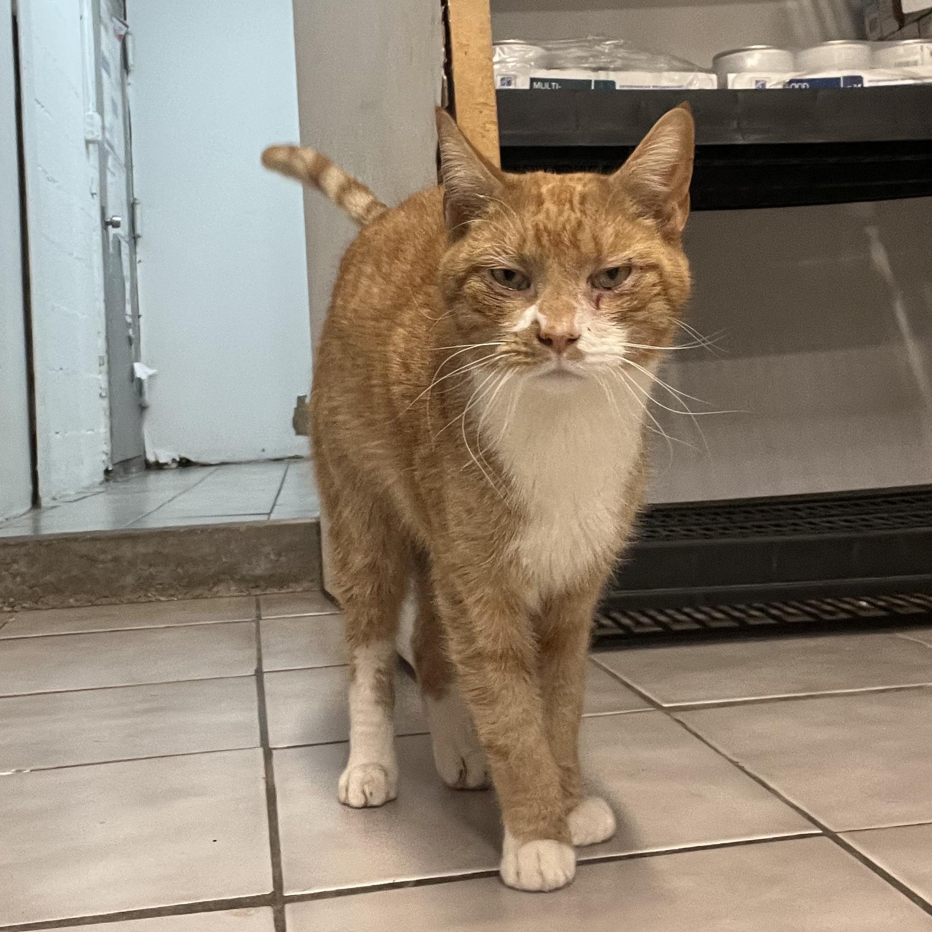 Enlarge Zack, a ADOPTABLE Domestic Short Hair in astoria, NY image 4/6