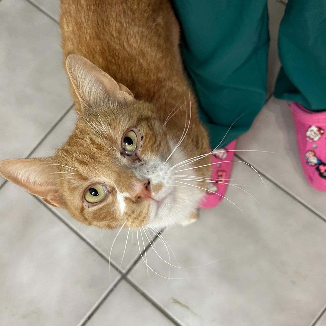 Zack, ADOPTABLE, Young Male Domestic Short Hair.