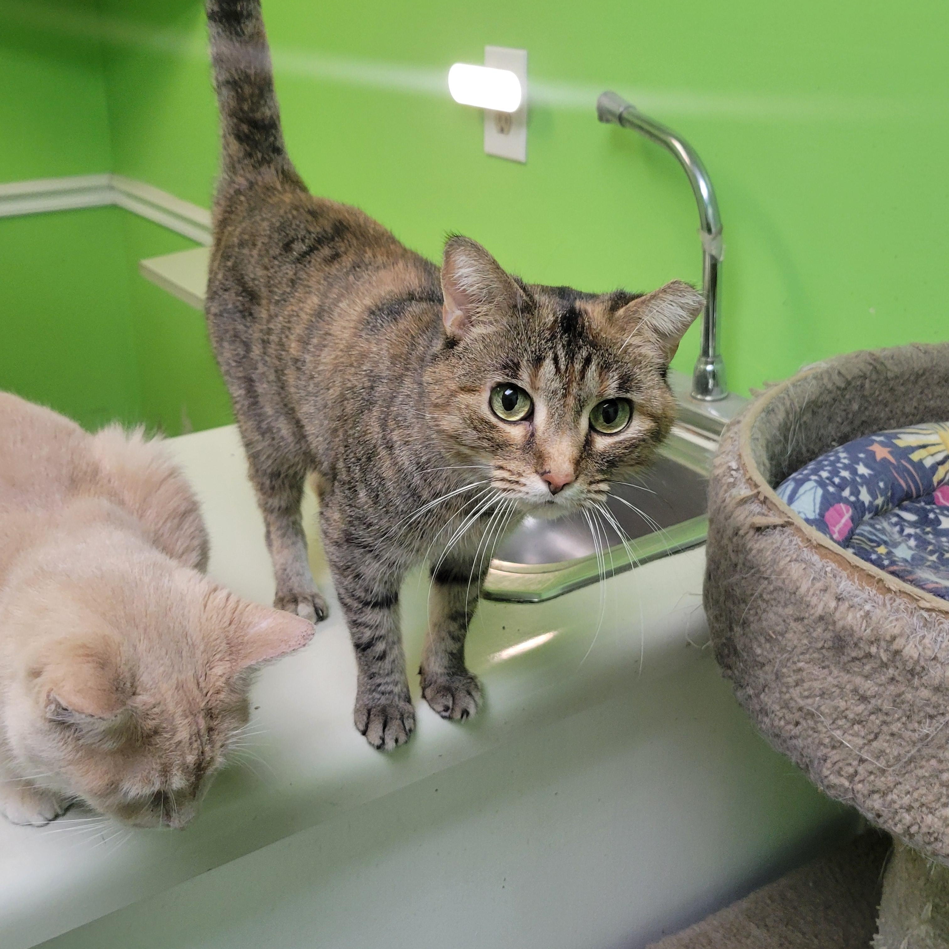 Ms. Dapper, a ADOPTABLE Domestic Short Hair in Memphis, TN image 2/3