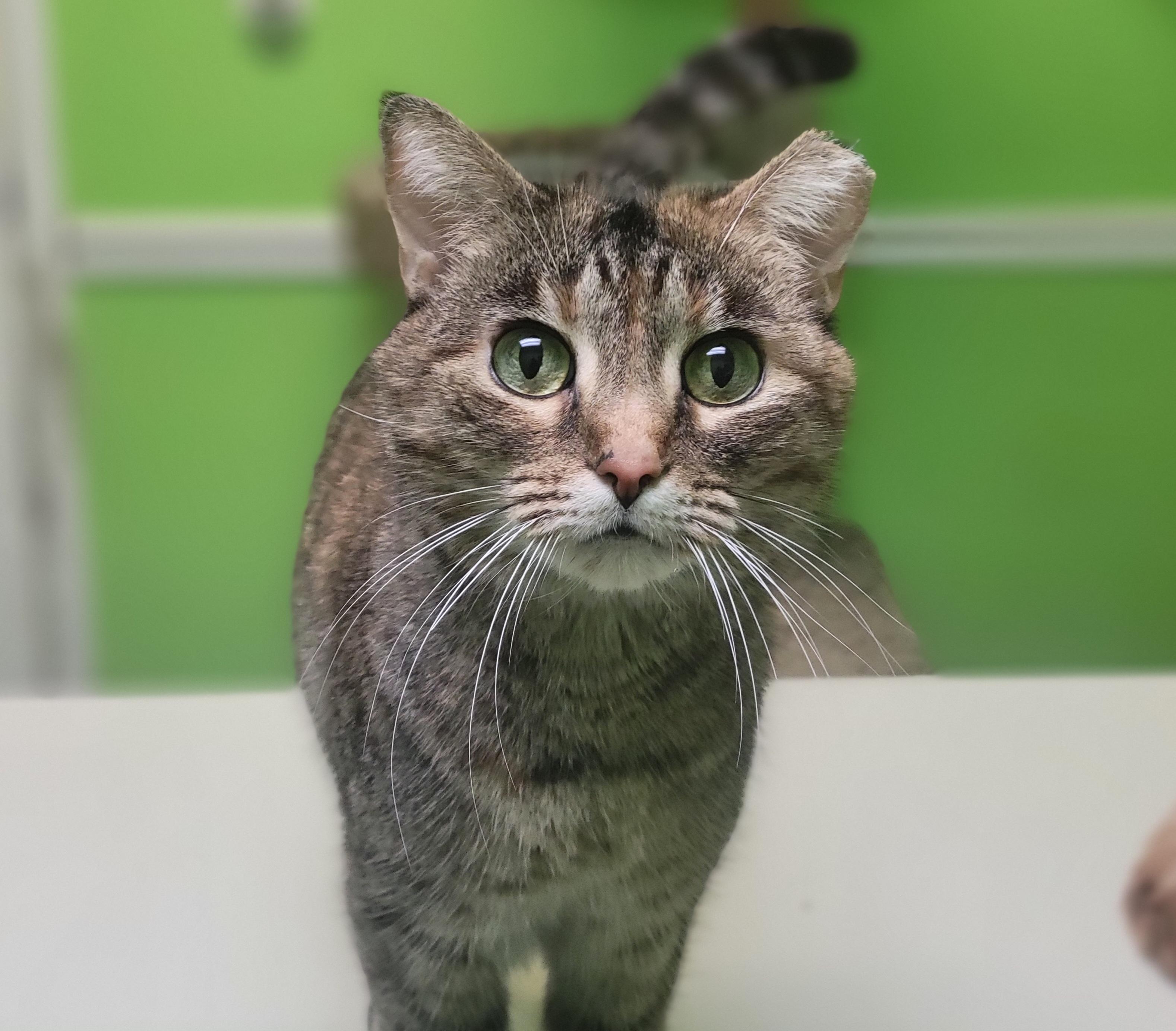 Ms. Dapper, ADOPTABLE, Adult Female Domestic Short Hair.