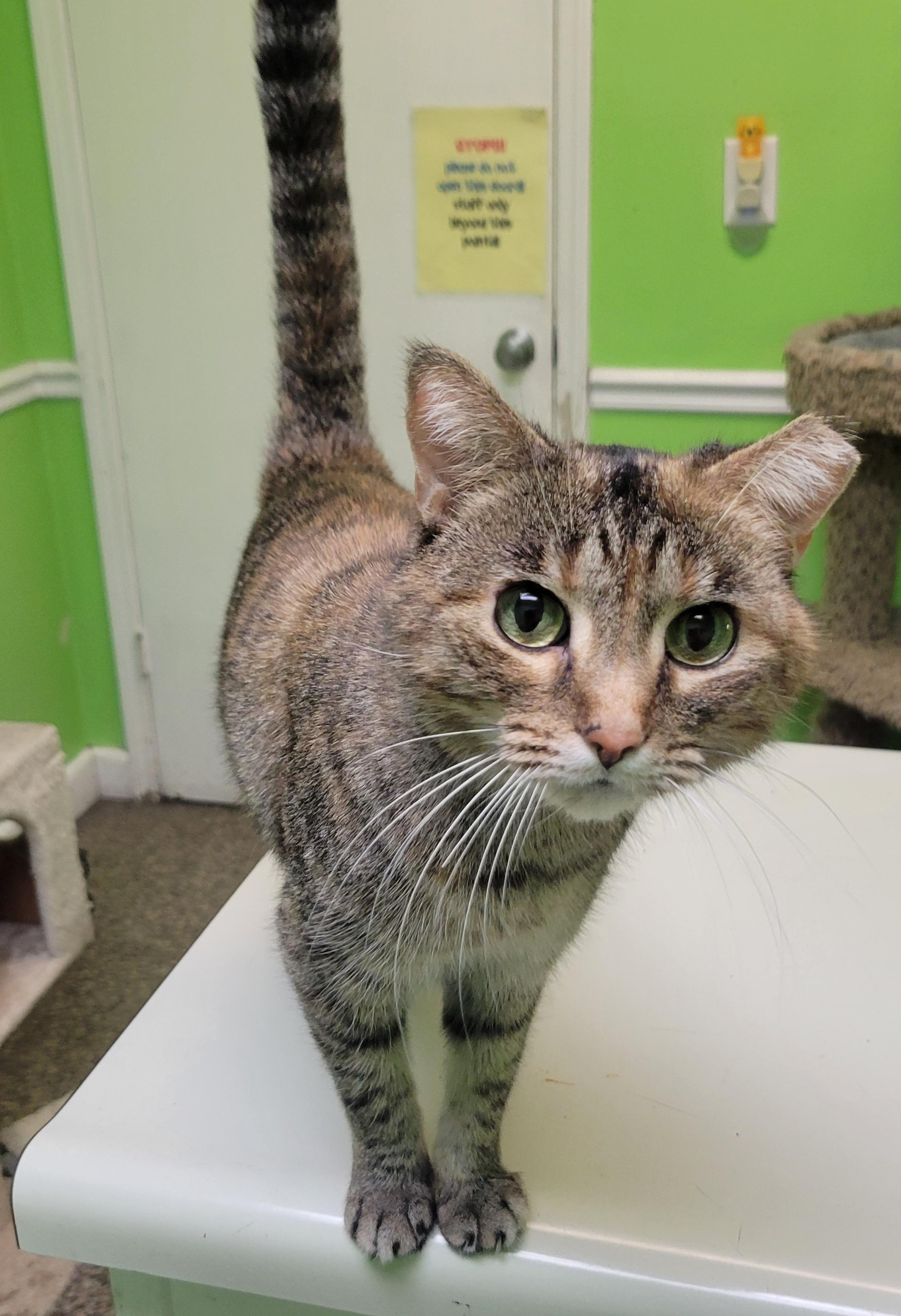 Ms. Dapper, a ADOPTABLE Domestic Short Hair in Memphis, TN image 3/3
