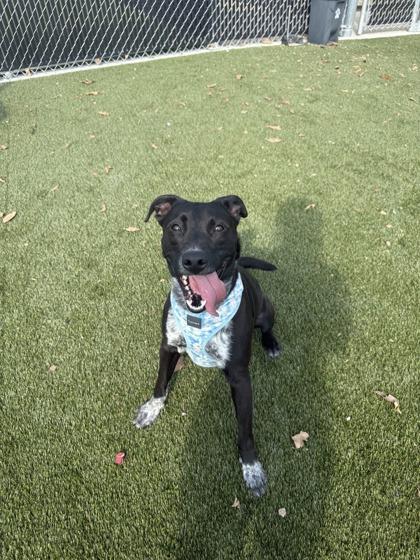 Beetle, Adoptable, Adult Male Mixed Breed & Mixed Breed.