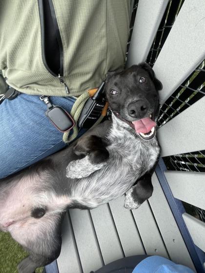 Enlarge Beetle, a Adoptable mixed breed in Lafayette, IN image 2/3