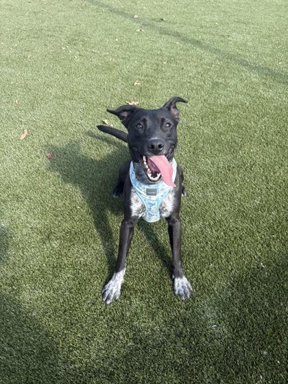 Enlarge Beetle, a Adoptable mixed breed in Lafayette, IN image 3/3