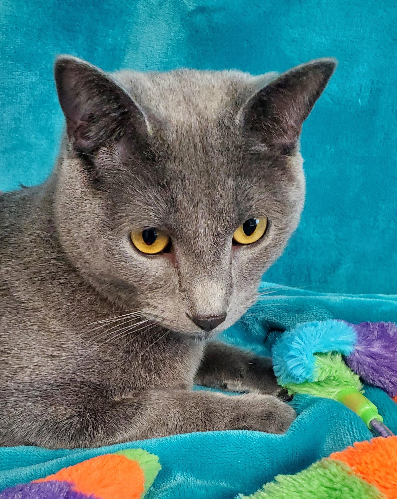 BlueBoy, Adoptable, Adult Male Domestic Short Hair.