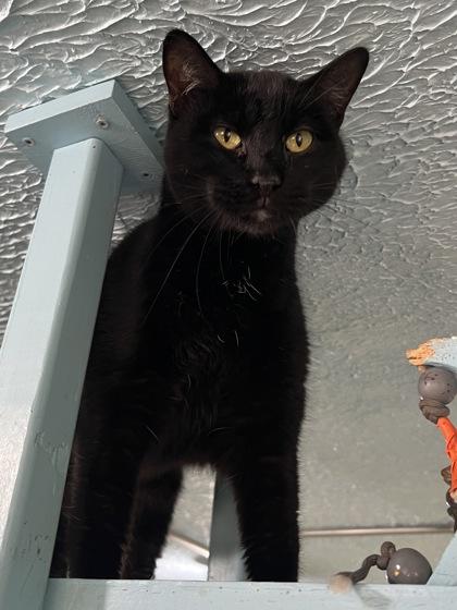 Beatrice, Adoptable, Adult Female Domestic Short Hair & Domestic Short Hair.