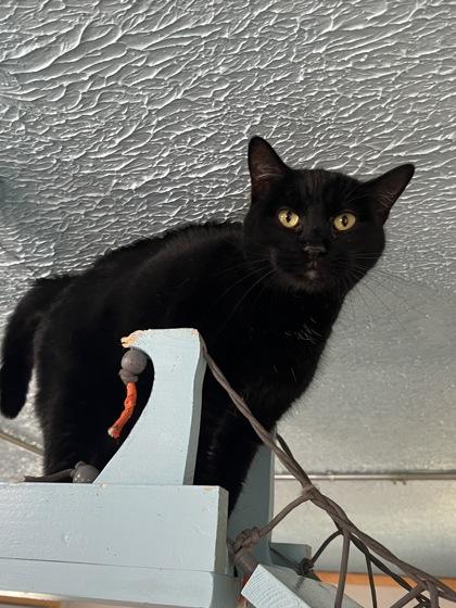 Enlarge Beatrice, a Adoptable mixed breed in Houston, TX image 2/2