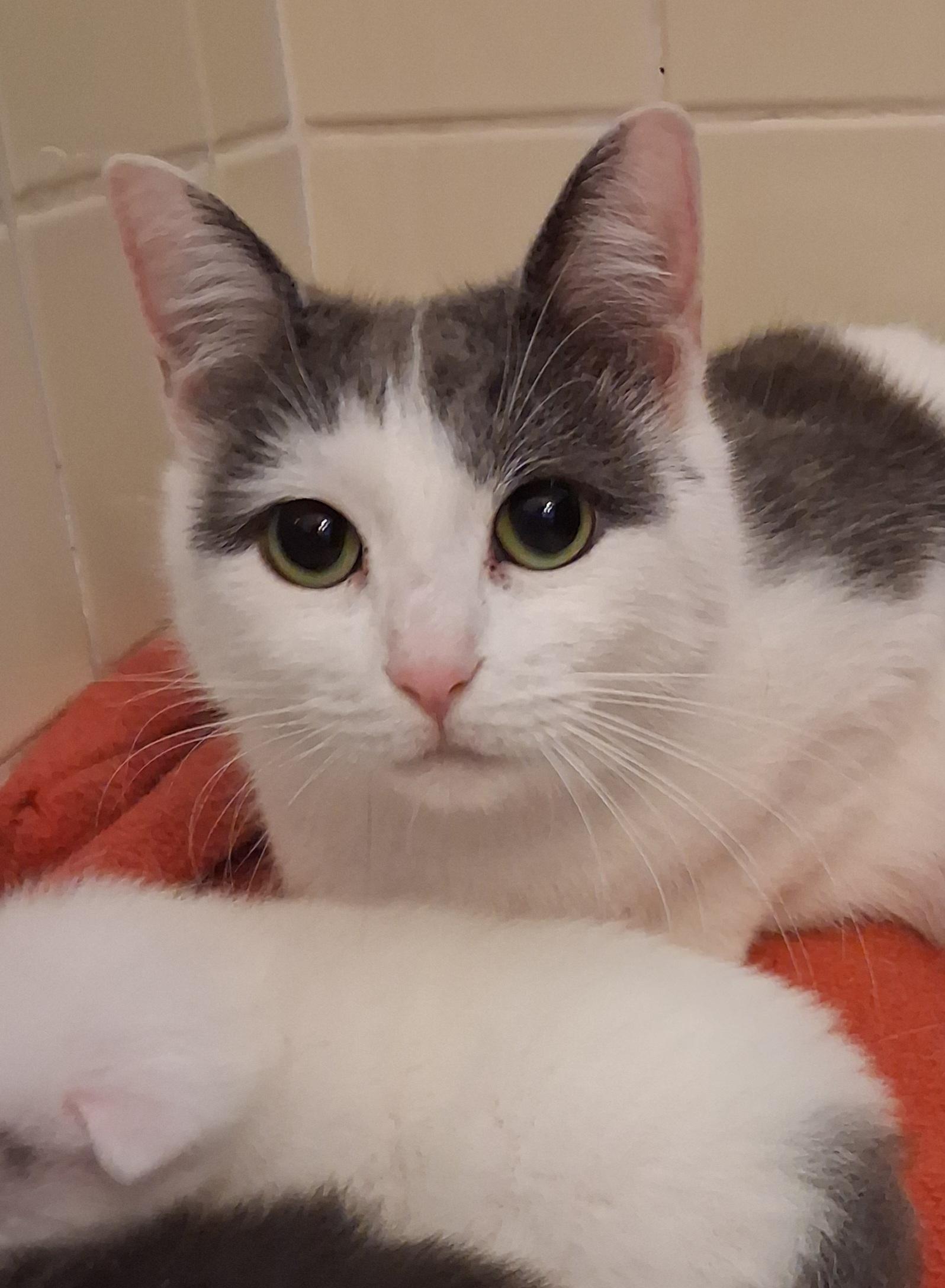 Enlarge Dove, a ADOPTABLE Domestic Short Hair in Greenville, NC image 3/5