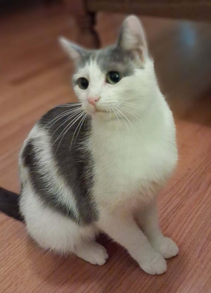 Enlarge Dove, a ADOPTABLE Domestic Short Hair in Greenville, NC image 5/5