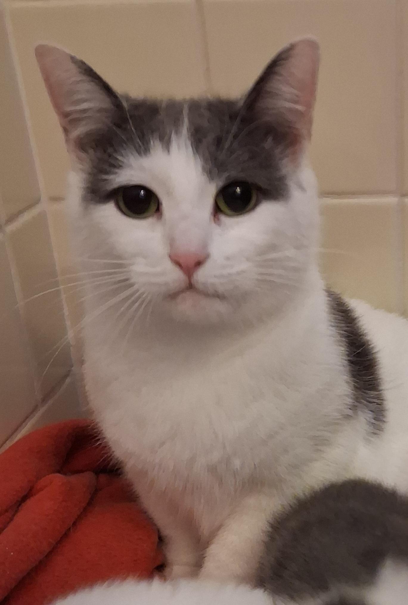 Enlarge Dove, a ADOPTABLE Domestic Short Hair in Greenville, NC image 4/5