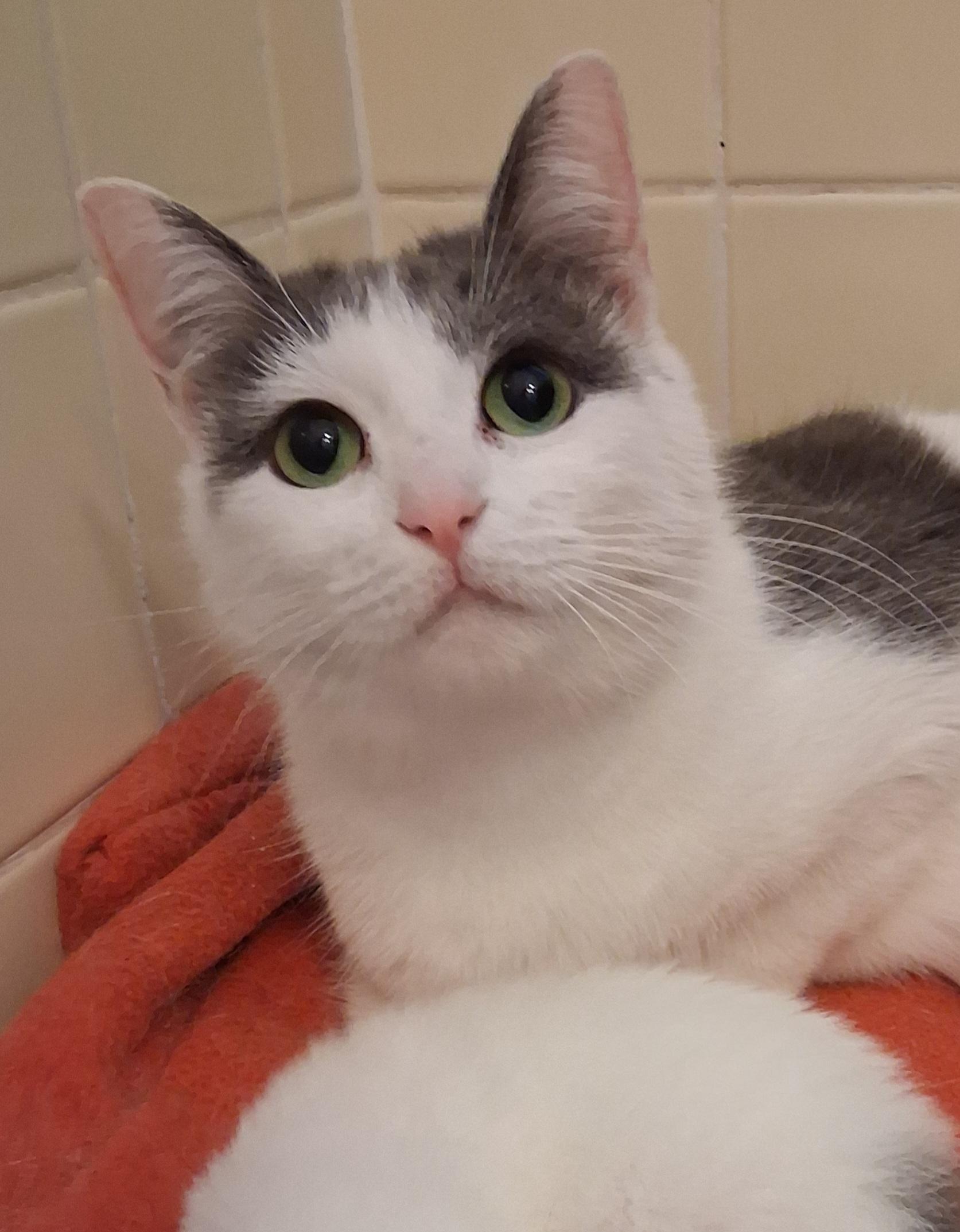 Enlarge Dove, a ADOPTABLE Domestic Short Hair in Greenville, NC image 1/5