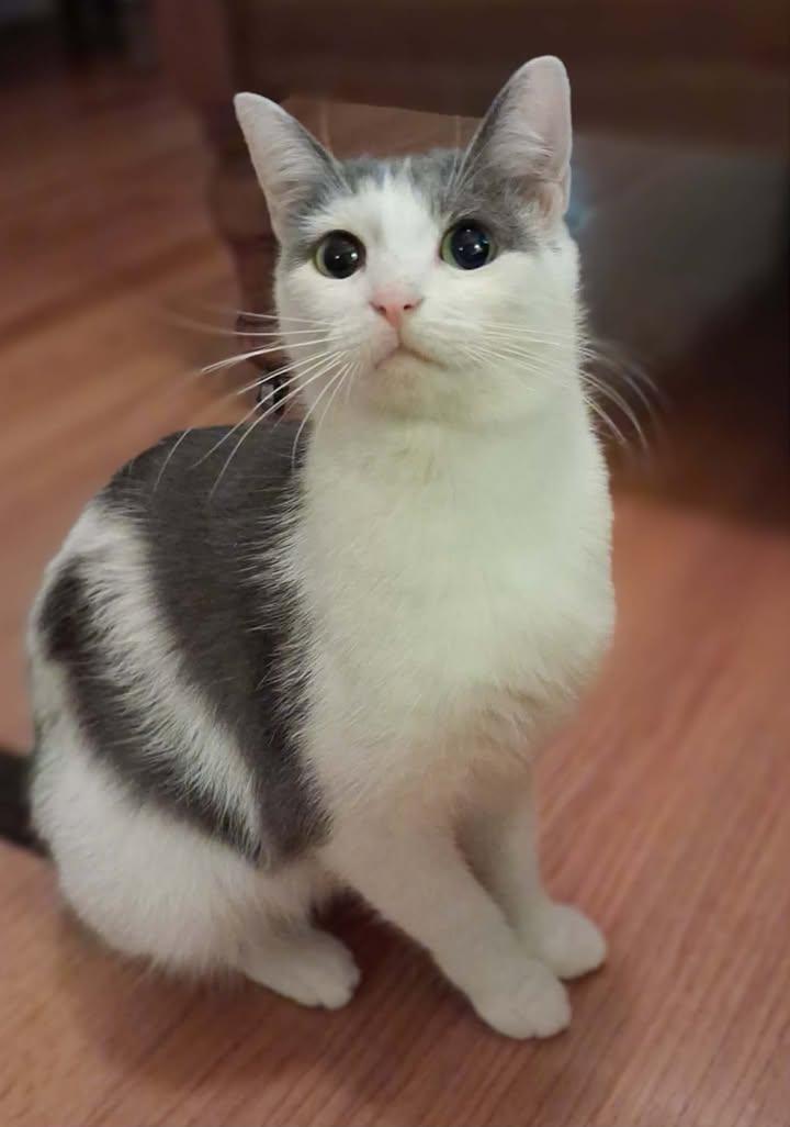 Enlarge Dove, a ADOPTABLE Domestic Short Hair in Greenville, NC image 2/5