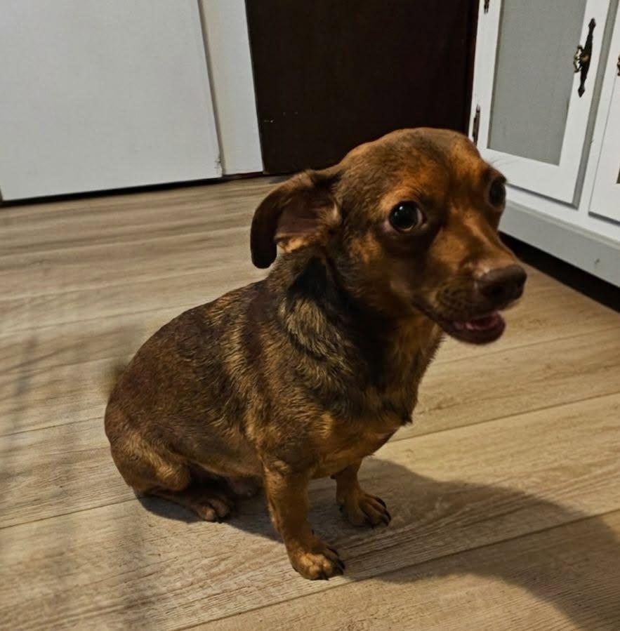 Tumbleweed $450, Adoptable, Adult Female Chihuahua.