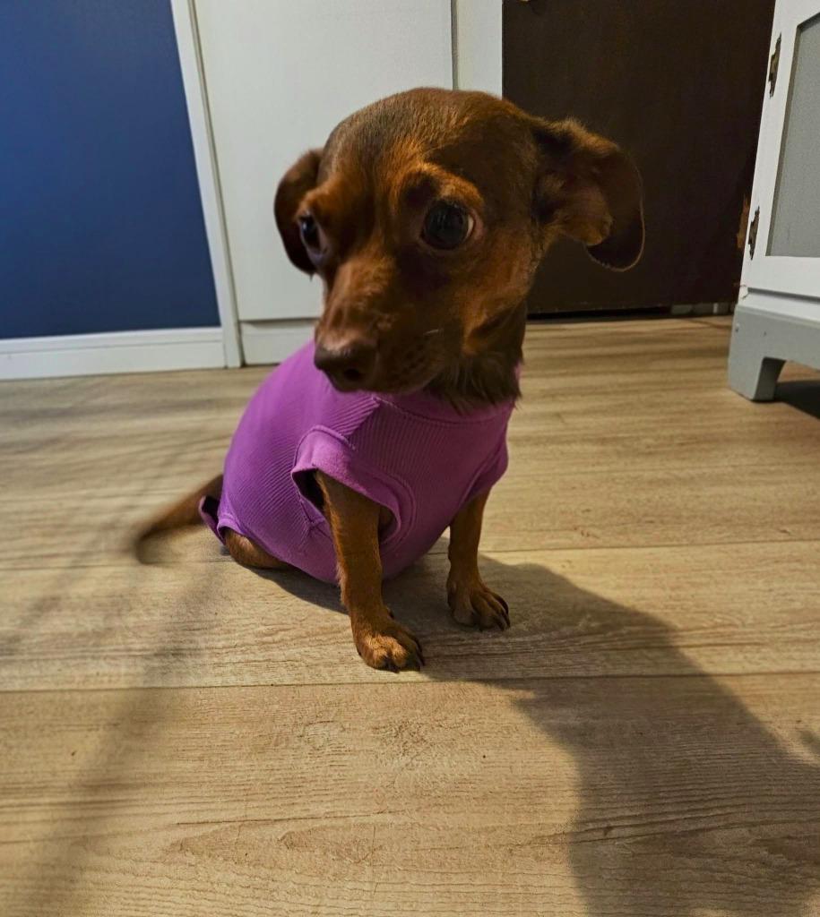 Enlarge Tumbleweed $450, a Adoptable Chihuahua in Milwaukee, WI image 2/2