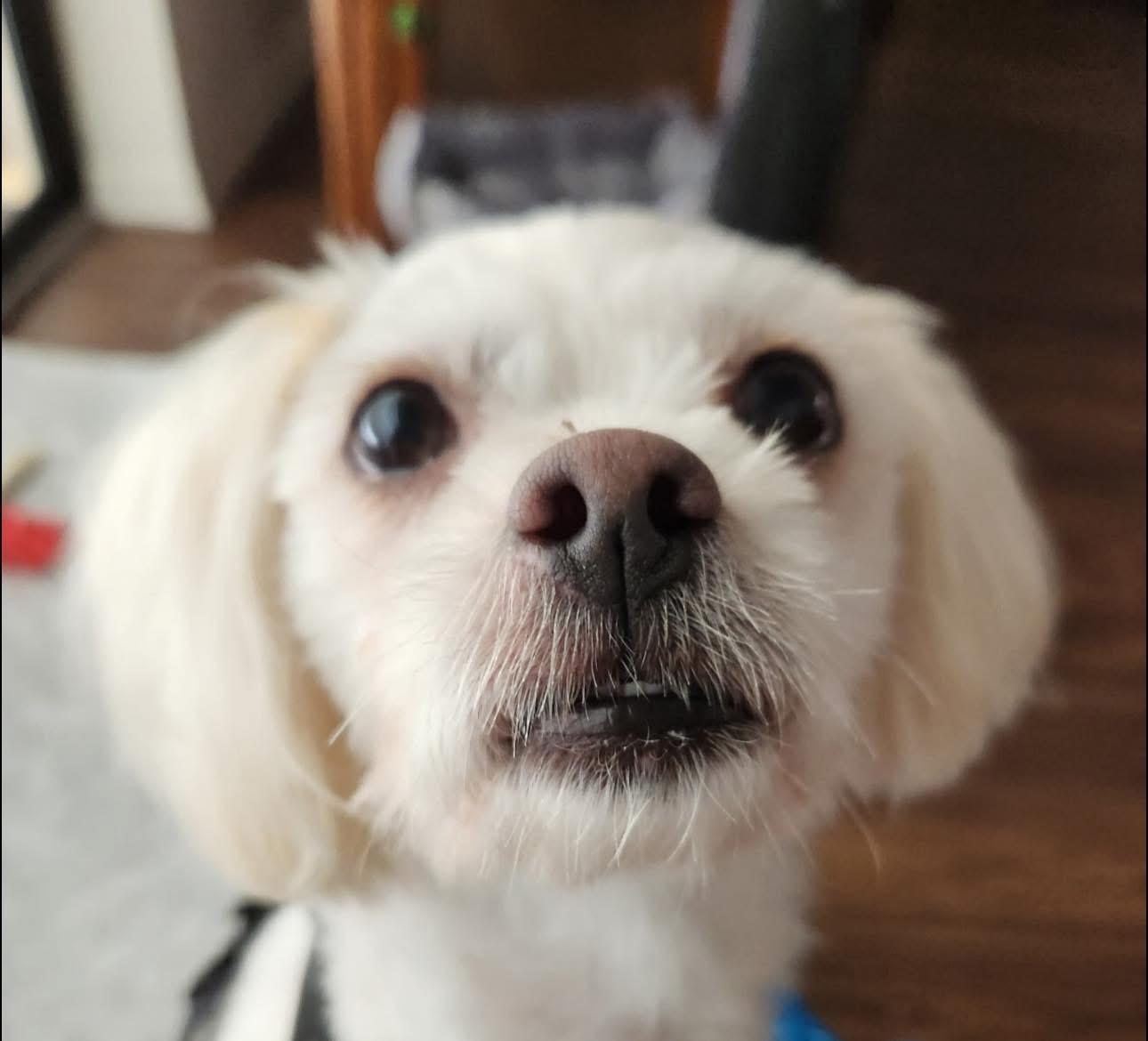 Einstein, adopted, Adult Male Maltese.