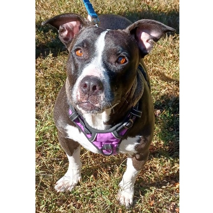 Leana, Adoptable, Adult Female Pit Bull Terrier & Beagle.