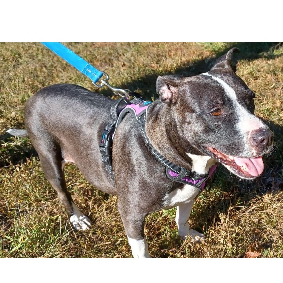 Leana, a Adoptable mixed breed in Clarksville, VA image 2/6