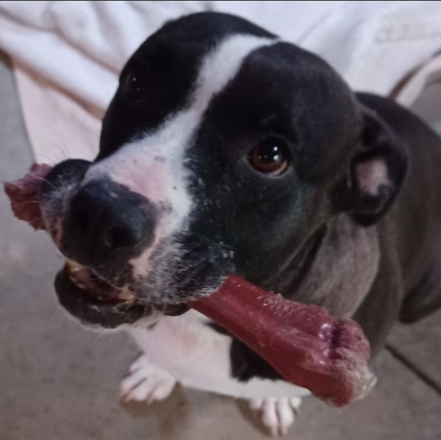 Leana, a Adoptable mixed breed in Clarksville, VA image 3/6