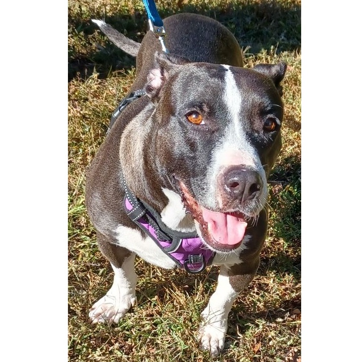 Leana, a Adoptable mixed breed in Clarksville, VA image 4/6