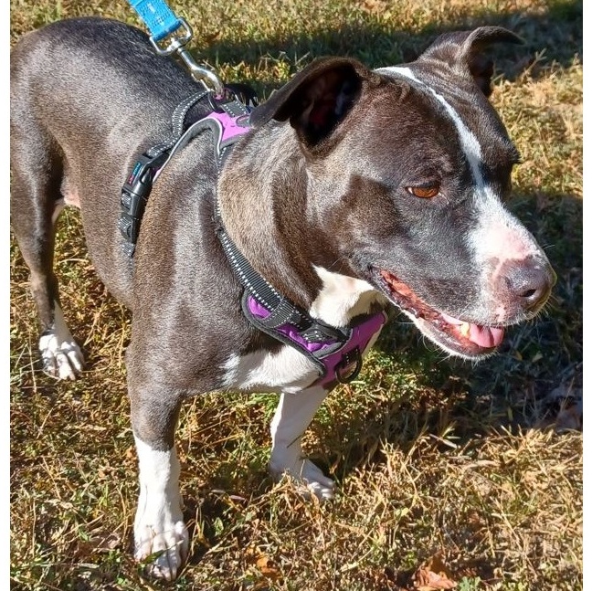 Leana, a Adoptable mixed breed in Clarksville, VA image 5/6