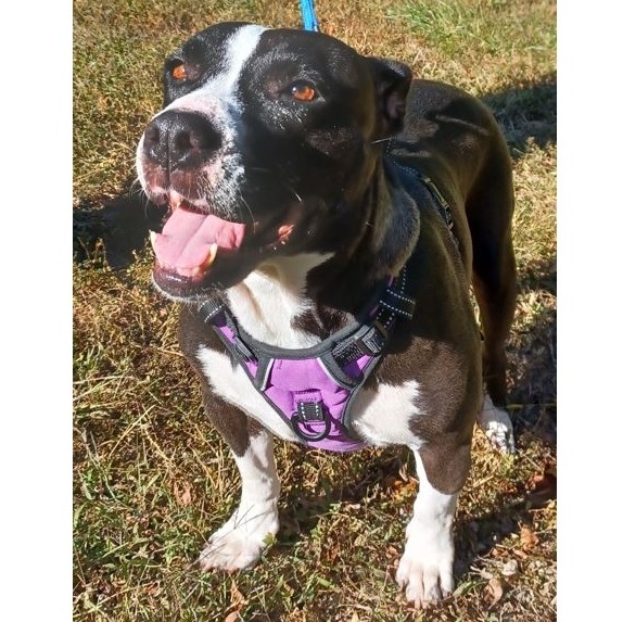 Leana, a Adoptable mixed breed in Clarksville, VA image 6/6