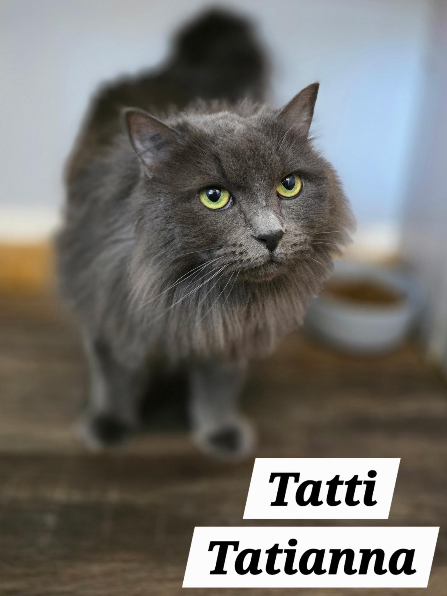 Tatti, adopted, Adult Female Domestic Long Hair.