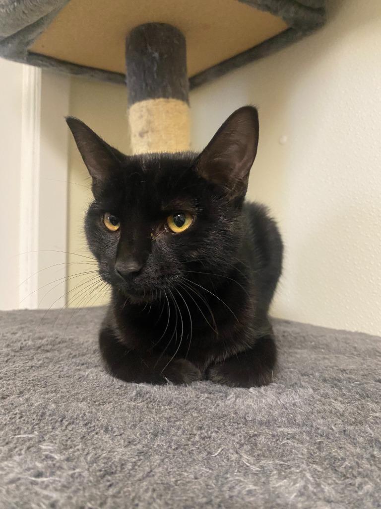 Enlarge Pancake, a Adoptable mixed breed in Sandusky, OH image 1/1