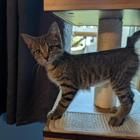 Enlarge Anabelle, a ADOPTABLE Domestic Short Hair in Hudsonville, MI image 2/2