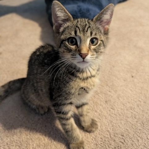Anabelle, ADOPTABLE, Kitten Female Domestic Short Hair.