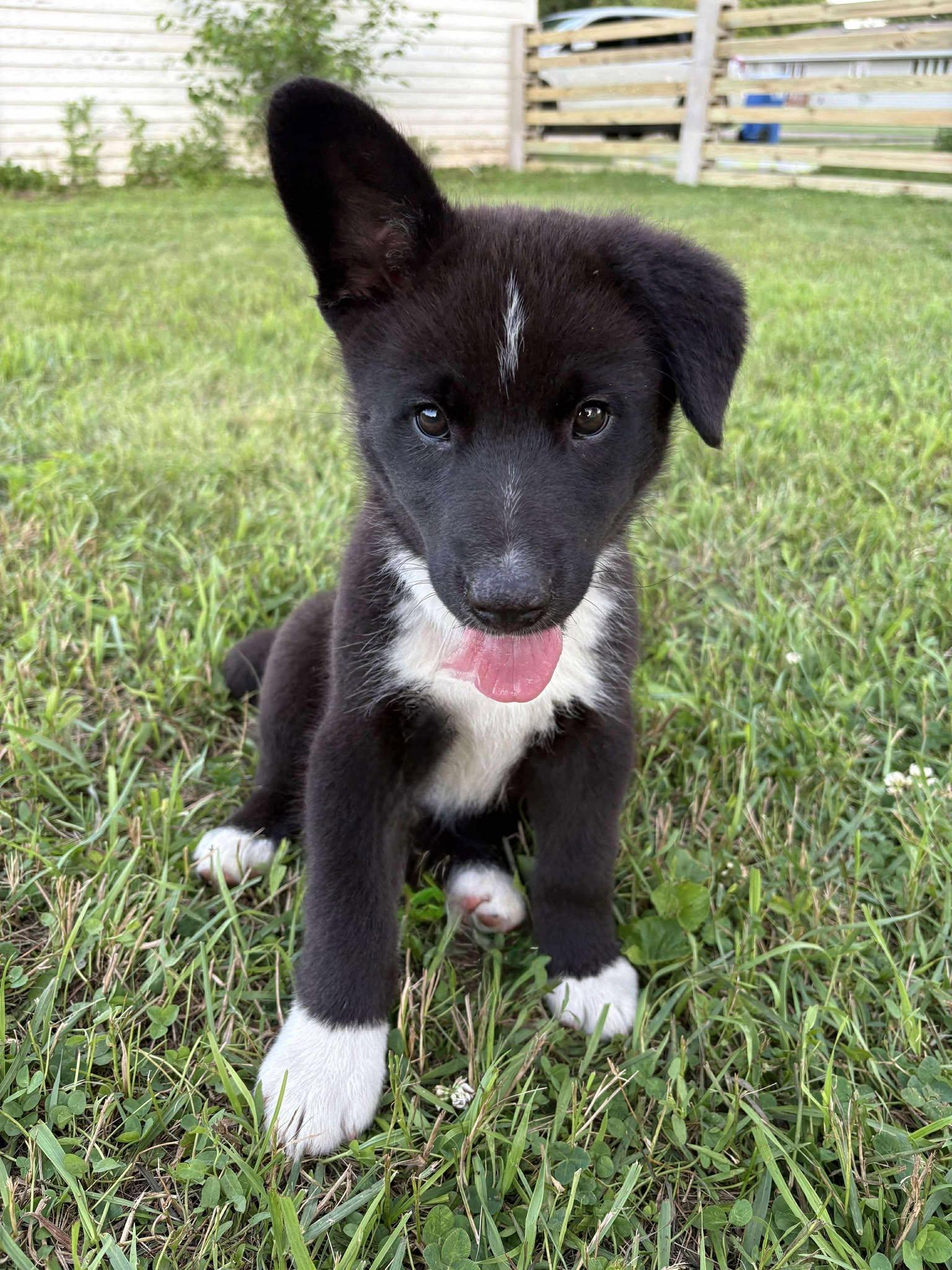 Ernest photo 1