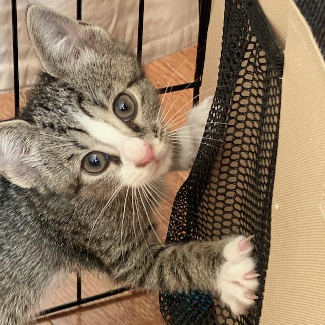 Enlarge Timpani, a Adopted Domestic Short Hair in Jersey City, NJ image 1/6