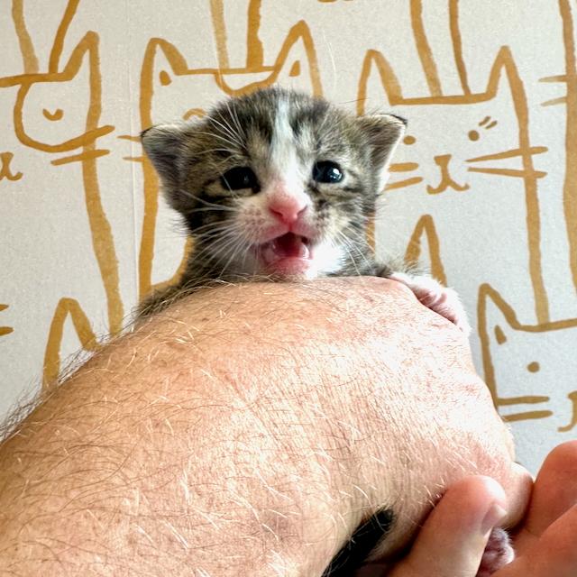 Enlarge Timpani, a Adopted Domestic Short Hair in Jersey City, NJ image 6/6