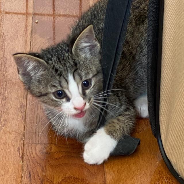 Enlarge Timpani, a Adopted Domestic Short Hair in Jersey City, NJ image 5/6