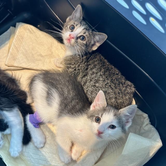 Enlarge Timpani, a Adopted Domestic Short Hair in Jersey City, NJ image 4/6